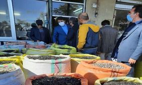 وضعیت بزرگترین میدان خشکبار کشور مطلوب نیست