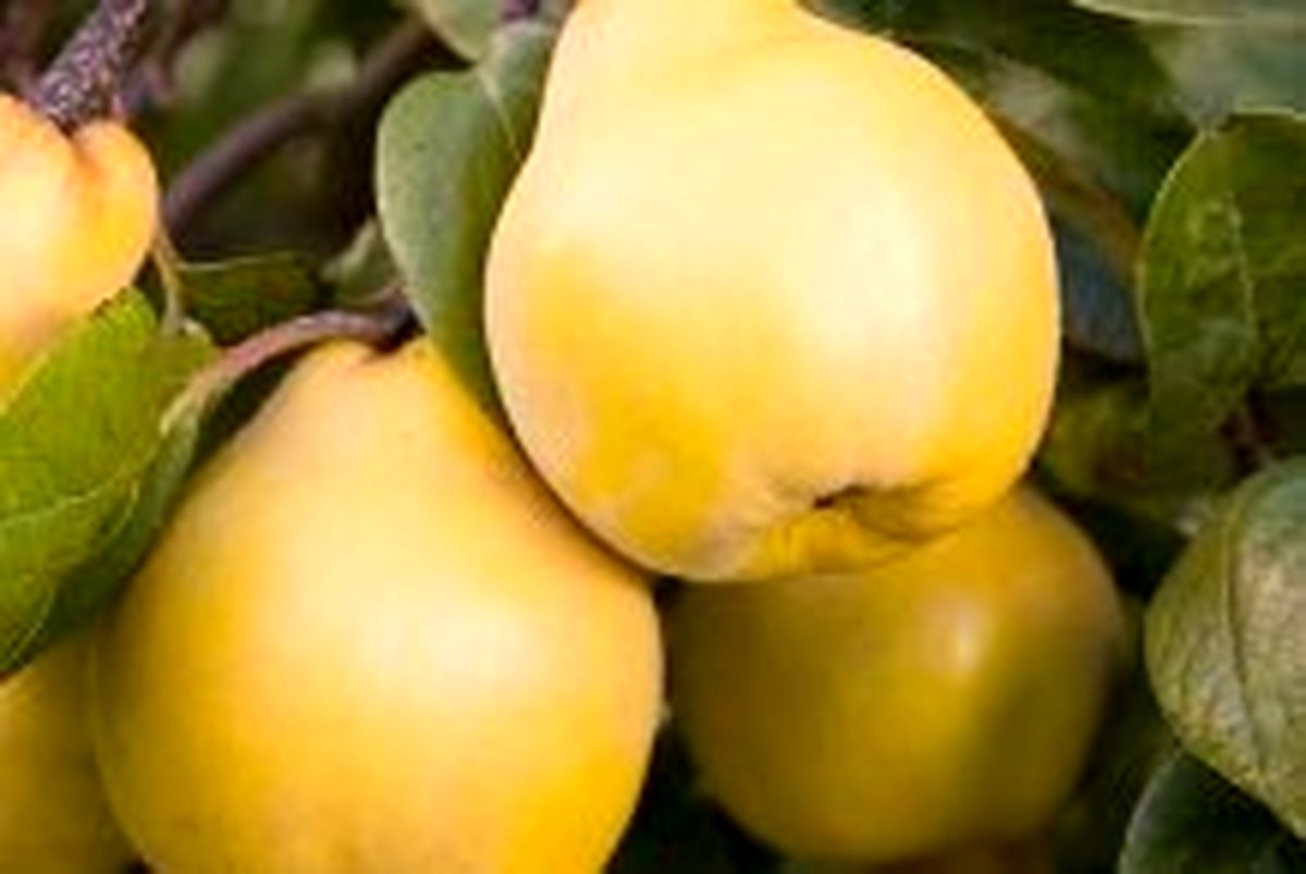 میوه خوشمزه ای که سیستم ایمنی بدن را بالا می برد