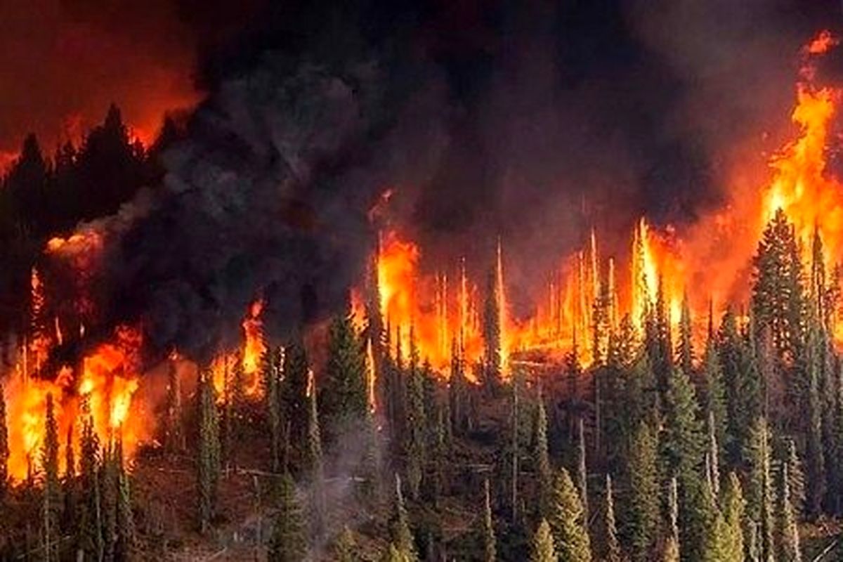 تنها درختان خشک و آفت زده در جنگل‌ها می‌سوزند؟