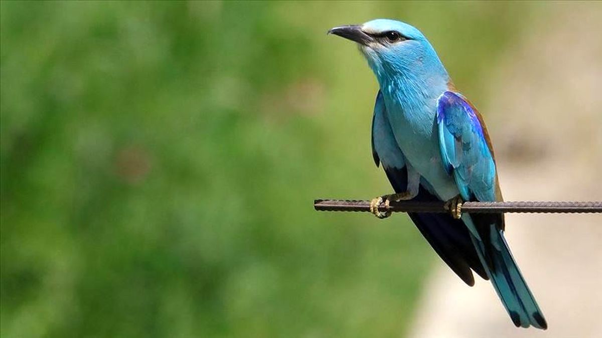 حیوانات برای سازگاری با تغییرات آب‌ وهوایی شکل بدن‌شان را تغییر می‌دهند