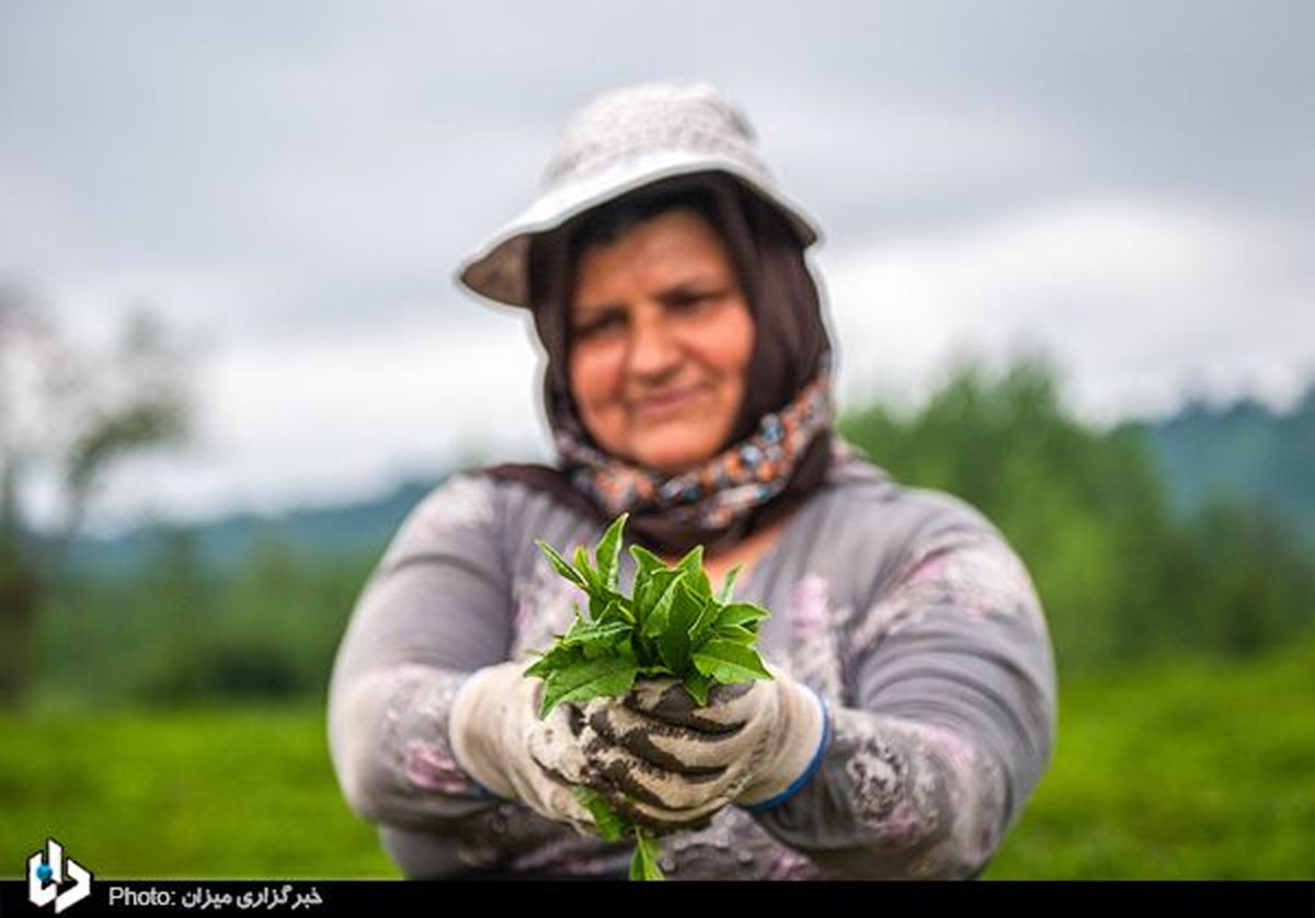 احتمال استیضاح وزیر کشاورزی برای مطالبات چای‌کاران!