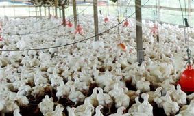 ۴۵ میلیون دوز واکسن آنفولانزای فوق حاد پرندگان به کشور وارد می‌شود