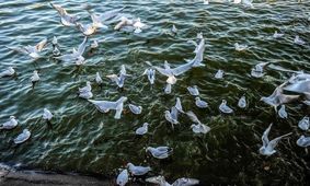 وجود ۸۰گونه پرنده مهاجر آبزی و کنار آبزی درتالاب و آبگیرهای گیلان
