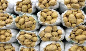 سیب زمینی صادراتی کیلویی ۹۸۰ تومان/ برای تولید یک کیلو سیب زمینی چقدر آب مصرف می‌شود؟