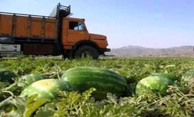 اعتصاب کامیون‌دارها قیمت هندوانه را افزایش داد/ کشاورز متضرر اصلی اعتصاب حمل بار