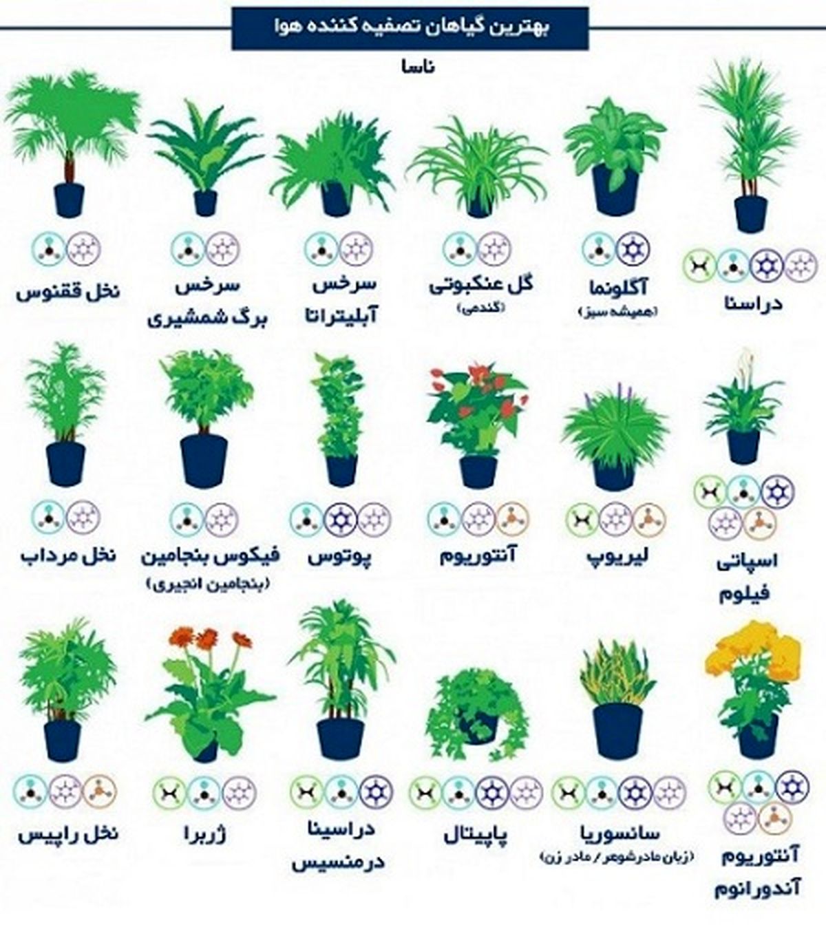 این گل های آپارتمانی آلودگی هوا را از بین می برند