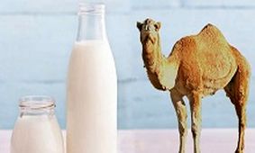 مصرف کنندگان شیر شتر مراقب تب مالت باشند