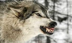 حمله خونین گرگ به دامدار دره شهری