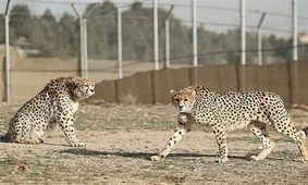 آغاز مطالعات شبیه سازی جنین یوز در کشور
