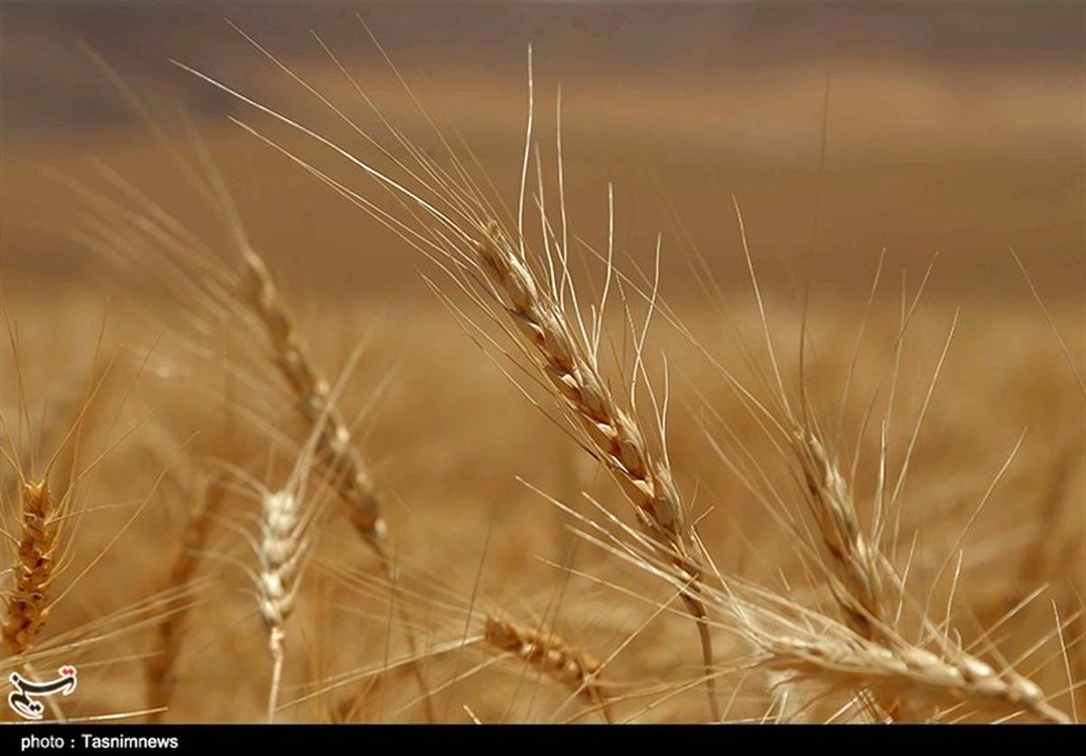 پیشنهاد قیمت ۱۶۰۰ تومانی گندم به دولت
