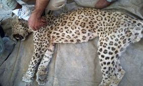 علت مرگ پلنگ توران، کهولت سن بود یا استفاده ناشیانه از داروی بیهوشی؟