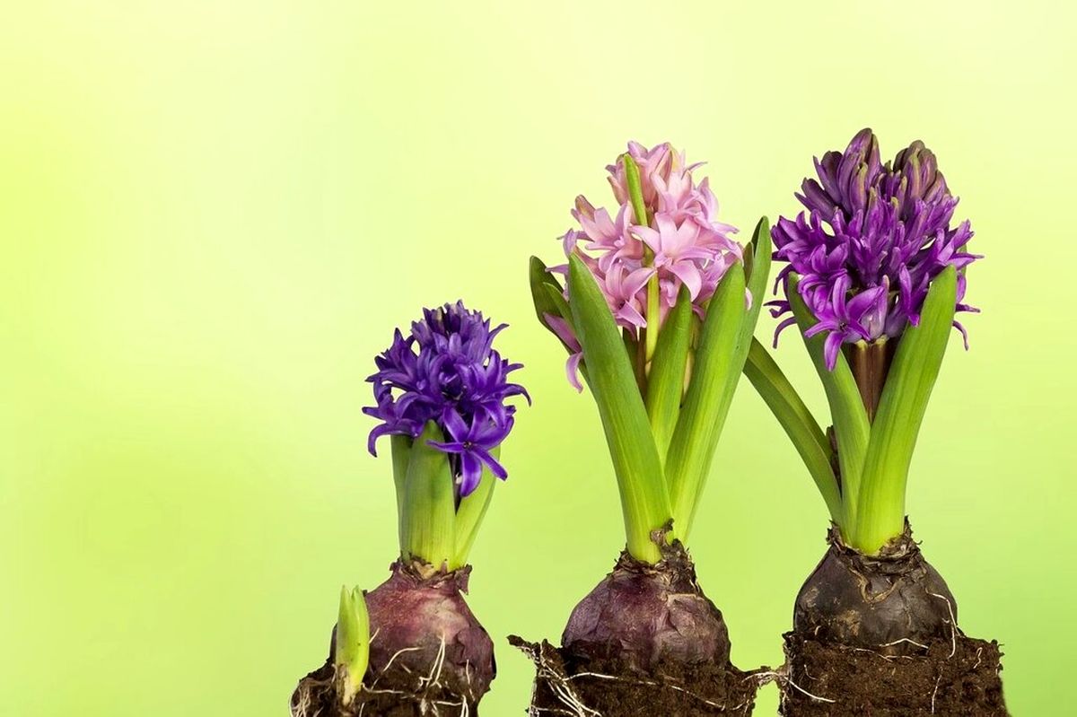 روش نگهداری از پیاز گل سنبل برای سال بعد