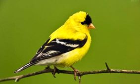 ۶ گونه پرنده جدید در چهارمحال و بختیاری رویت شد