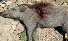 شکارچیان غیرمجاز گراز وحشی در بیله‌سوار دستگیر شدند