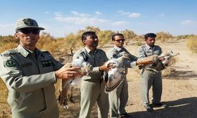 بازگشت چهار پرنده هوبره به آغوش طبیعت