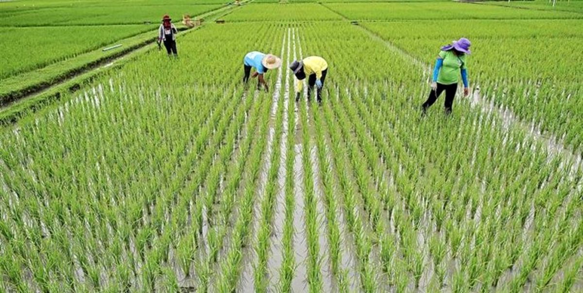 ممنوعیت کشت برنج خارج از استان‌های گیلان و مازندران
