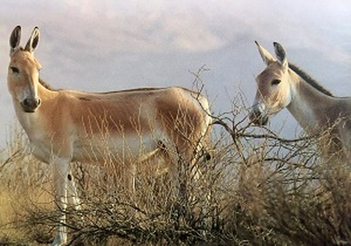 زنده‌گیری و انتقال ۴ راس گورخر از یزد به سمنان