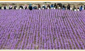 رقیب جدی برای طلای سرخ ایران پیدا شد