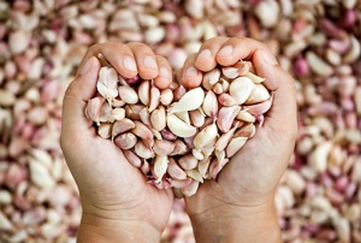 اگر روزانه یک حبه سیر بخورید این اتفاقات خوب در بدن شما می افتد