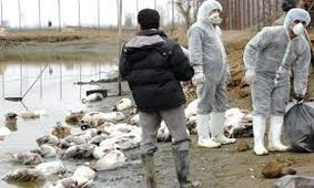 شیوع آنفلوآنزای پرندگان در همسایگی البرز