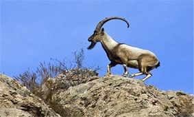 شکارچیان غیرمجاز چهارپایان در ارتفاعات شرق گیلان دستگیر شدند