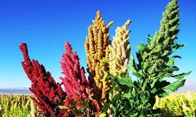 کینوا؛ گیاهی مغذی اما ناشناخته