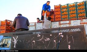 توزیع گوشت قرمز منجمد در استان ایلام هدفمند می‌شود