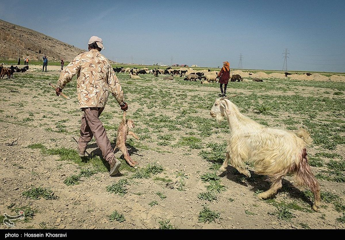 زمان کوچ عشایر کهگیلویه و بویراحمد مشخص شد