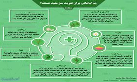 گیاهانی که برای تقویت مغز مفید هستند