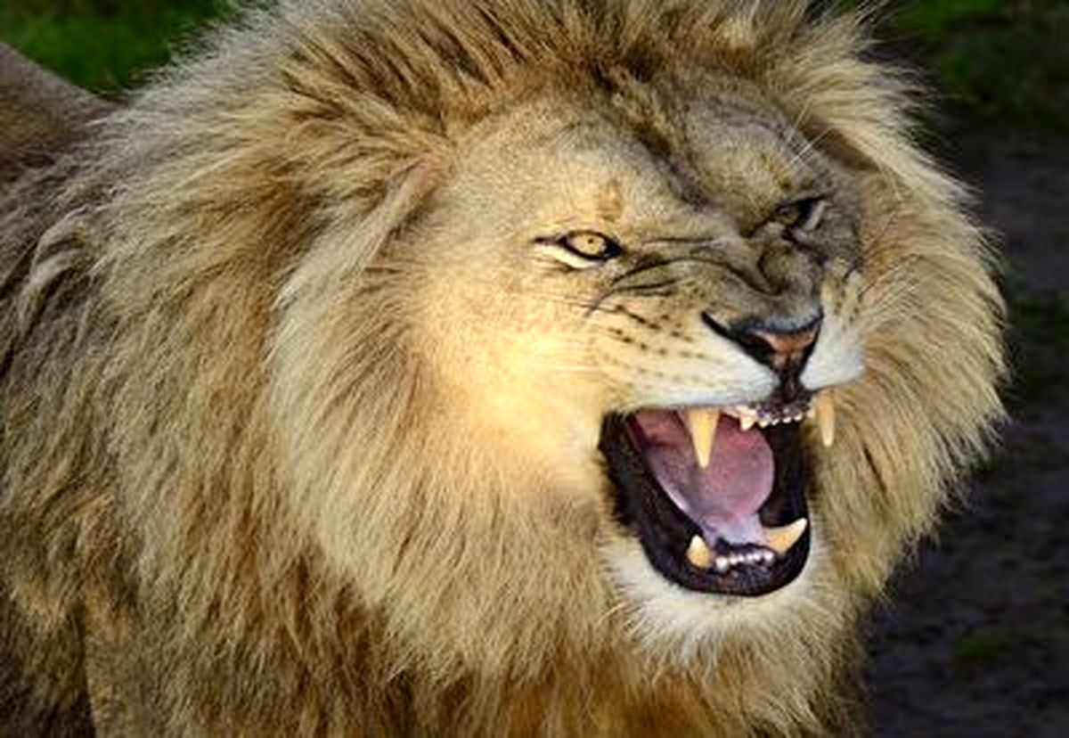 حمله وحشتناک شیر نر به مربی‌اش در سیرک + فیلم