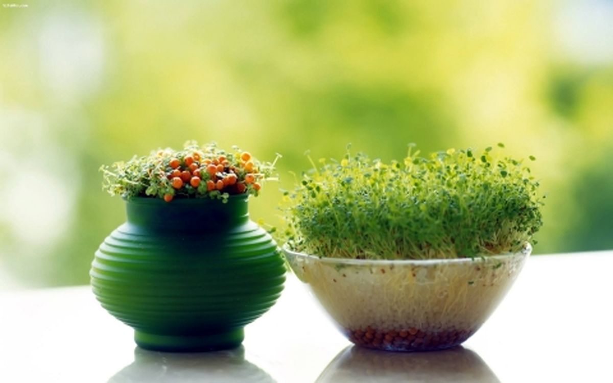 آموزش کاشت سبزه تخم کدو برای نوروز 96