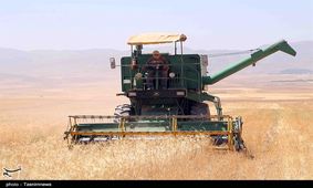 توضیح یک نماینده درباره پیش فروش گندم از سوی کشاورزان به واسطه‌ها