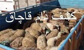 کشف 36 راس دام قاچاق در تفت
