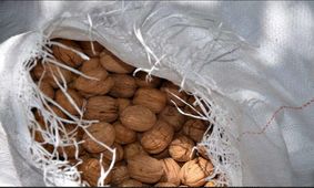 مهروموم انبار گردو در شاهین شهر
