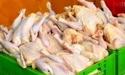 صادارت گوشت مرغ تخم‌گذار آزاد شد

