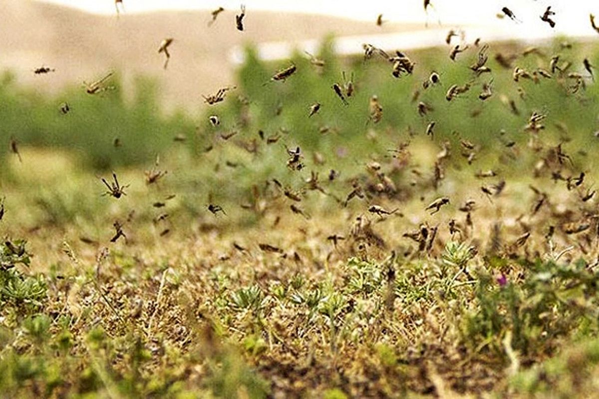 موج جدیدی از ملخ ها به فارس هجوم آوردند