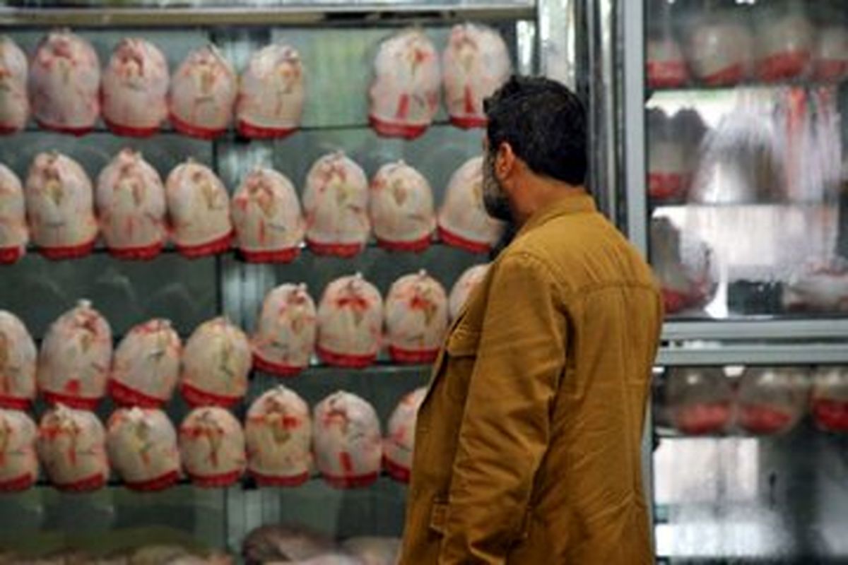 سیاست های حمایتی از سویه آرین و مشکلات تامین گوشت مرغ