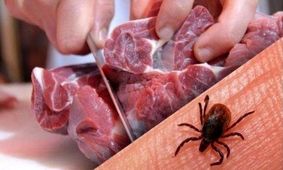 هشدار درباره "تب کریمه کنگو" در آستانه عید قربان