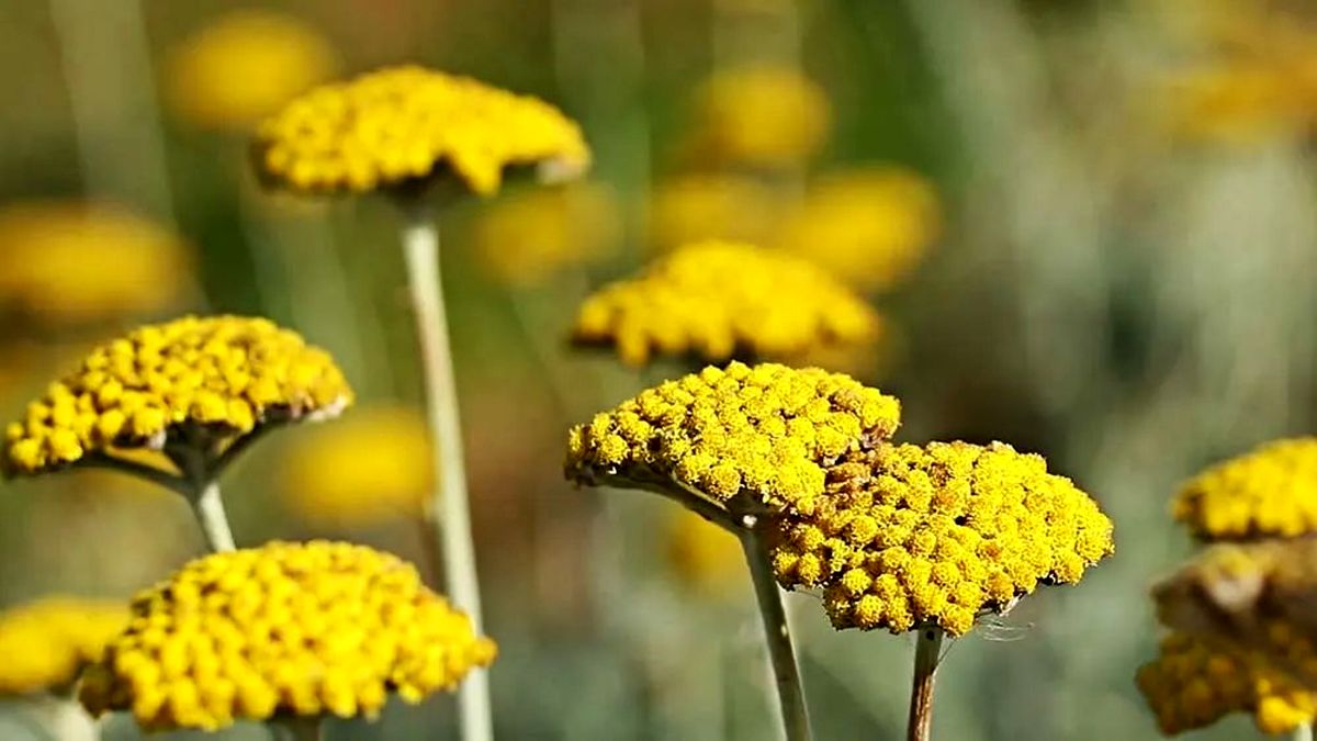 خواص بومادران برای سلامتی و لاغری