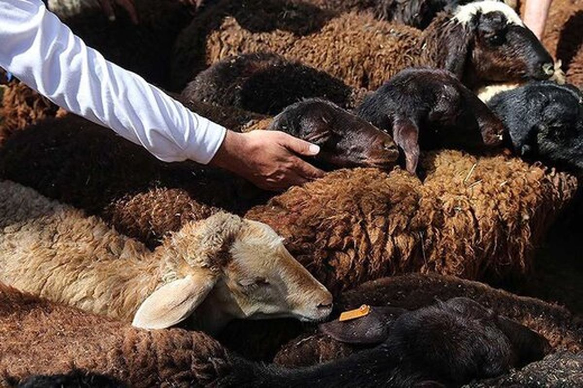 گرانی به نذری ها هم رسید