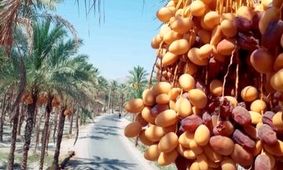 قیمت خرما برای ماه رمضان اعلام شد
