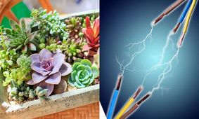 گیاهان می‌توانند منبع انرژی تجدیدپذیر بعدی باشند

