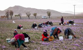 کاهش ۵۰ درصدی تولید زعفران در سال زراعی جاری