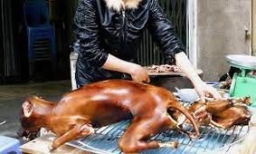 خوردن سگ در کره جنوبی ممنوع می‌شود