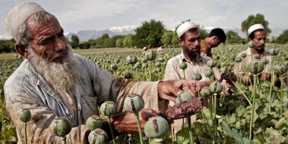 تحریم؛ چالشی پیش‌روی طالبان برای مبارزه با مواد مخدر در افغانستان