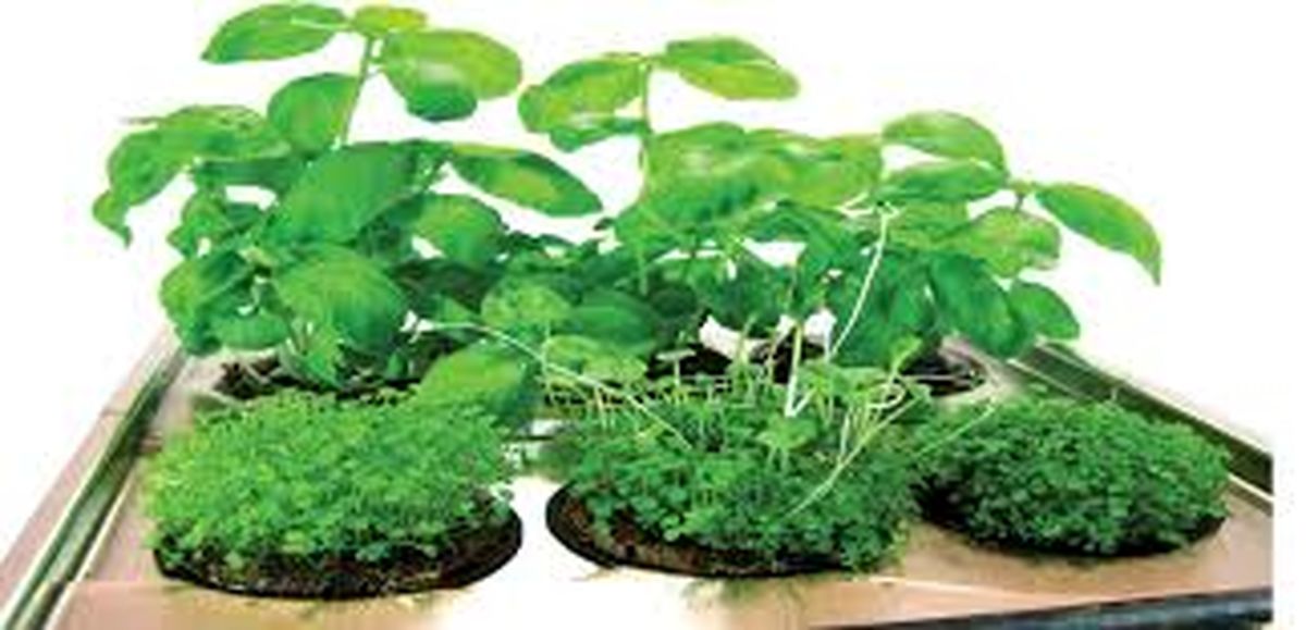 آموزش کاشت سبزه ریحون برای عید/ ویدئو