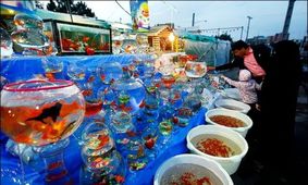 خوش‌آمدگویی به گونه مهاجم با خرید ماهی قرمز