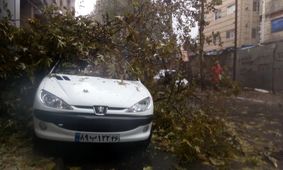 درخت جان جوان 206 سوار را گرفت / صحنه ای تلخ در تهران