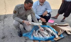 محموله بزرگ زبان حیوانات وحشی در میناب کشف شد