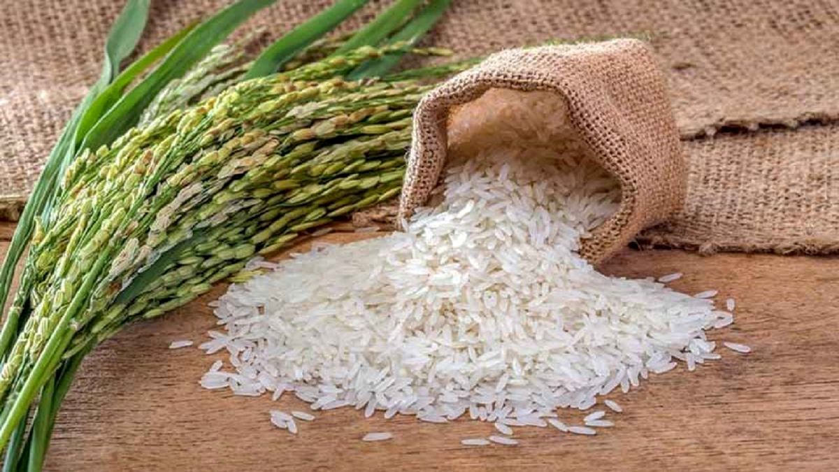 صادرات سبوس برنج آزاد شد